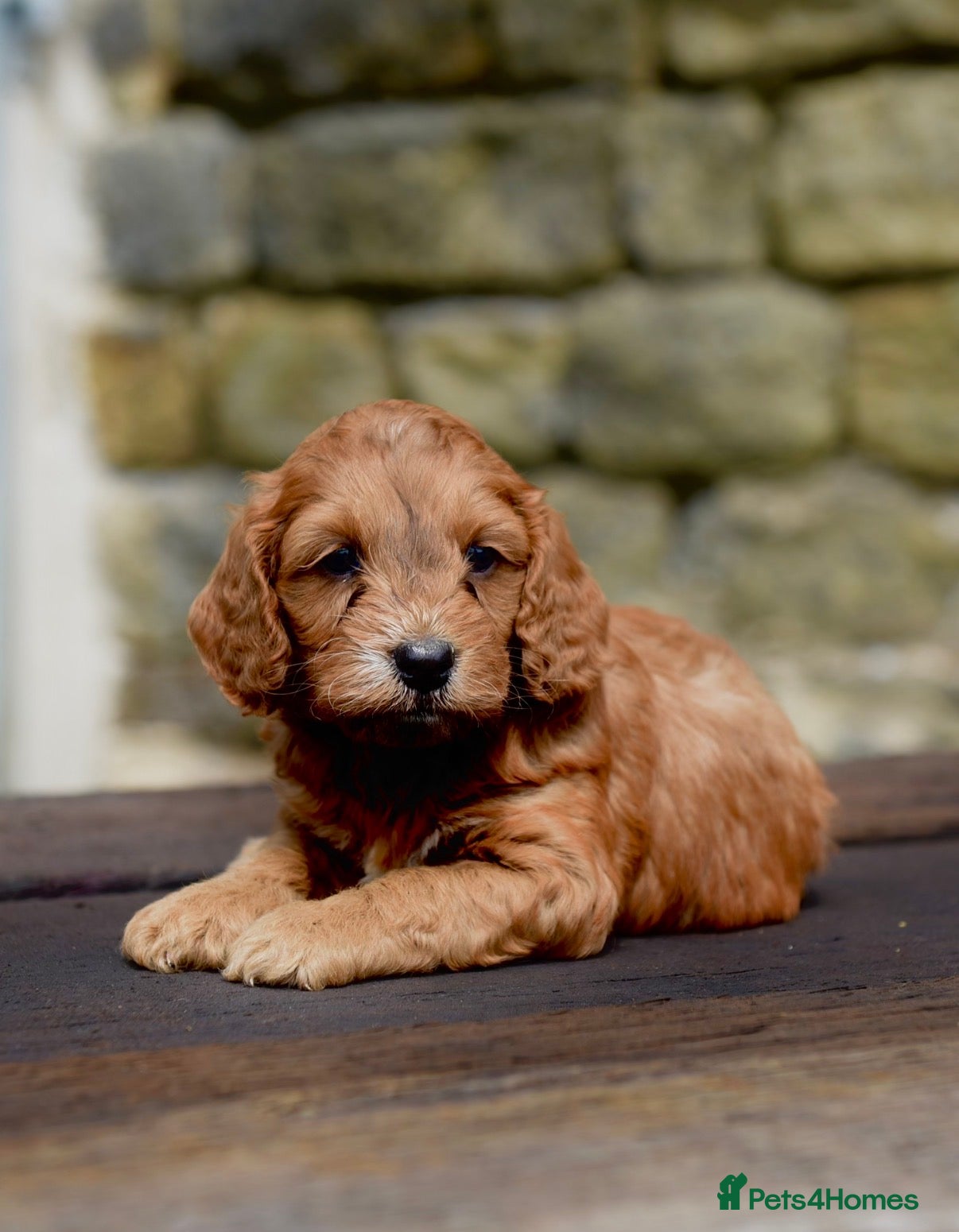 Cockapoo dogs DNA CLEAR Dark Fox red F1 toy / show cocker - Advert 1