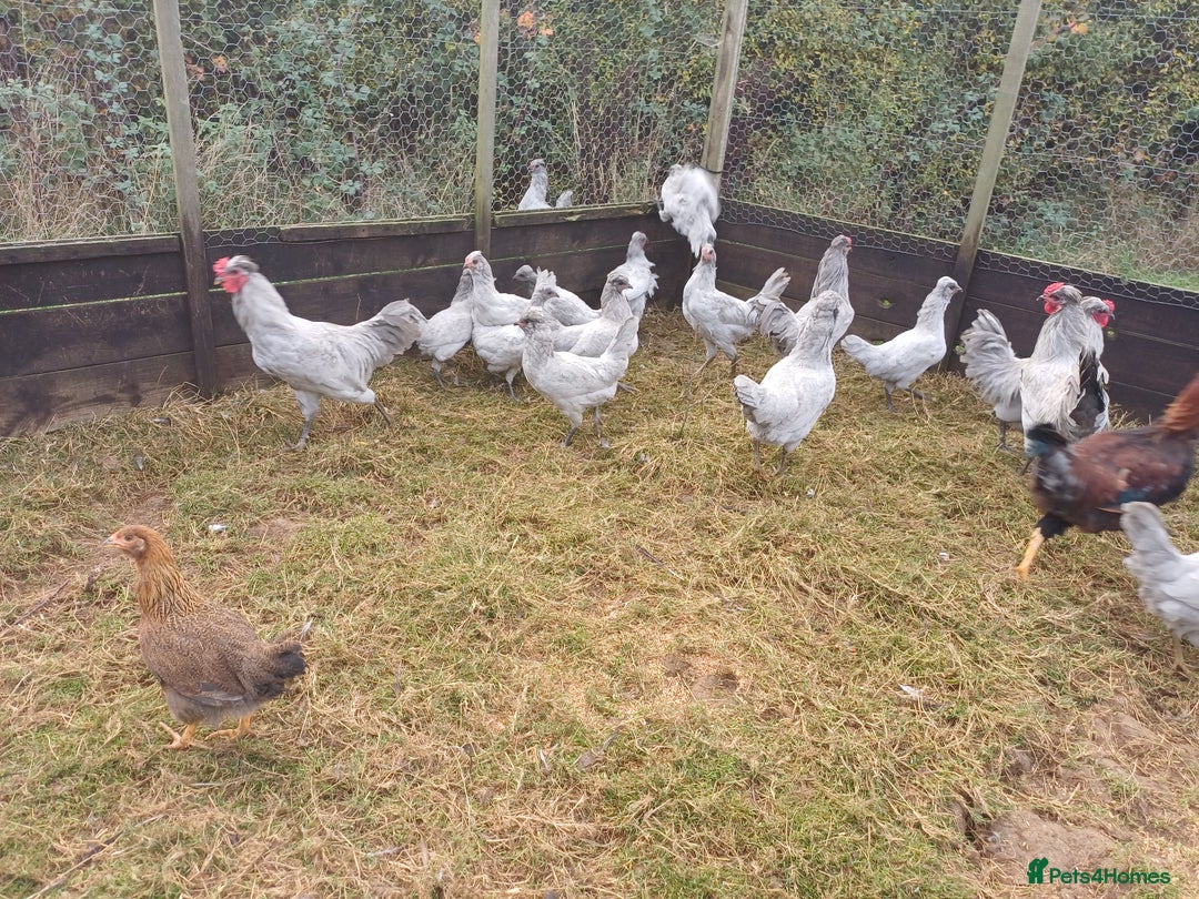 Chickens poultry for sale: Lavender Aracuna  - Image 3
