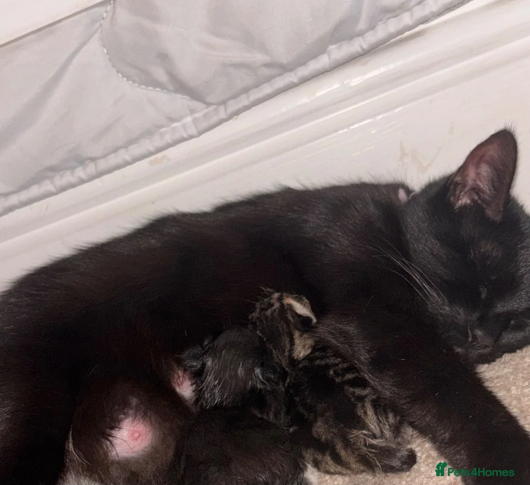 Mixed Breed cats for sale: Tiny kittens  - Advert 2