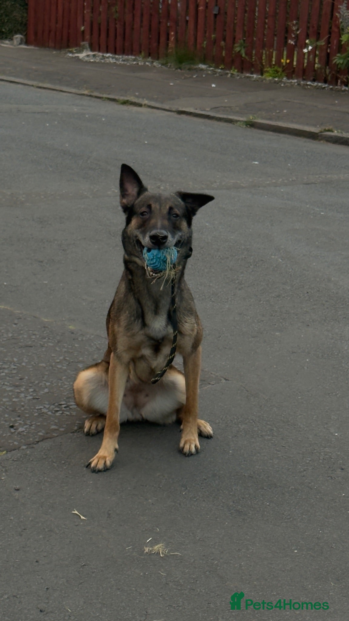 Belgian Shepherd Dog dogs 4 yr Mali  - Advert 1