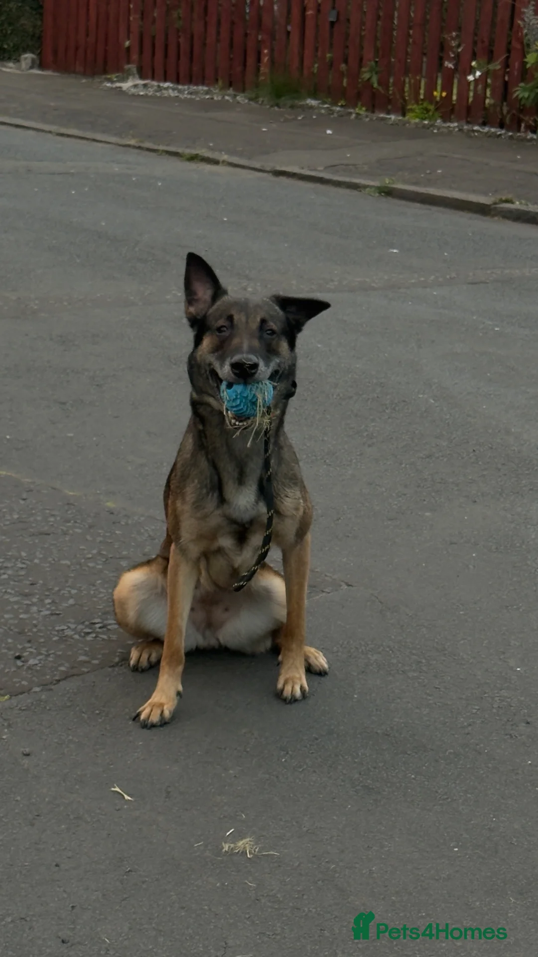 Belgian Shepherd Dog dogs for sale: 4 yr Mali  - Advert 1