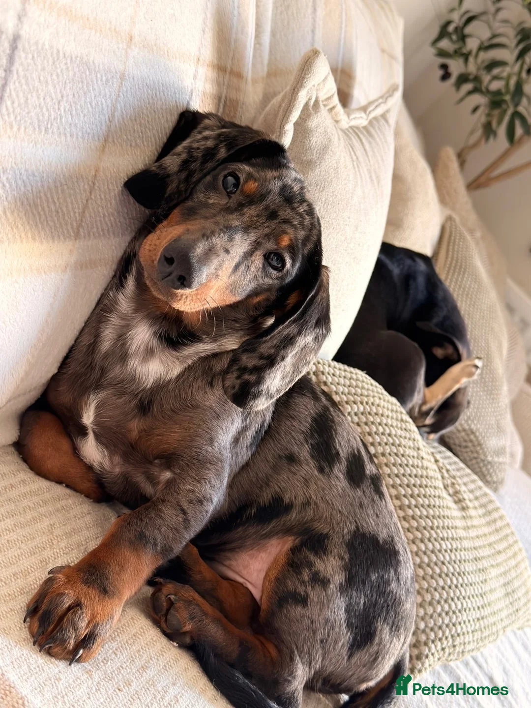 Dachshund dogs for sale: Male Dapple Dachshund in Stockton-on-Tees - Advert 2