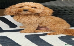 Cavapoo dogs for sale: Beautiful cavapoo puppies - Image 7