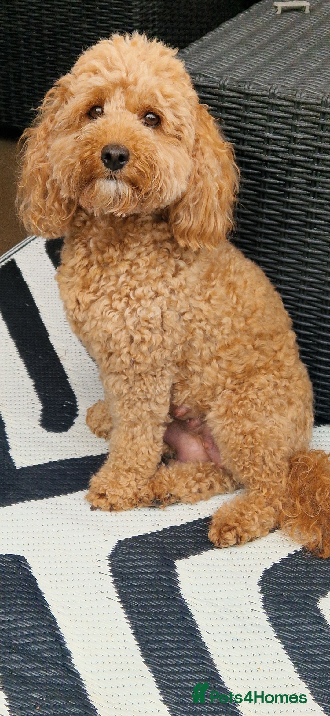 Cavapoo dogs for sale: Beautiful cavapoo puppies - Image 7