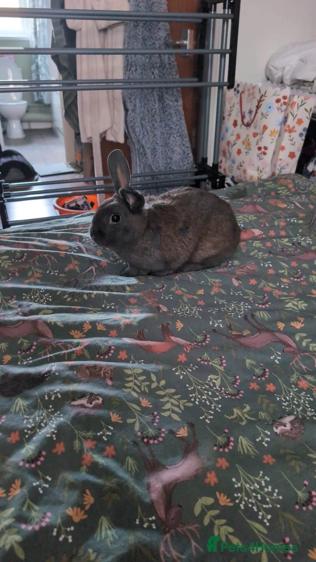 Mixed Breed rabbits for sale: Handsome Douglas neutered vaccinated  - Advert 3