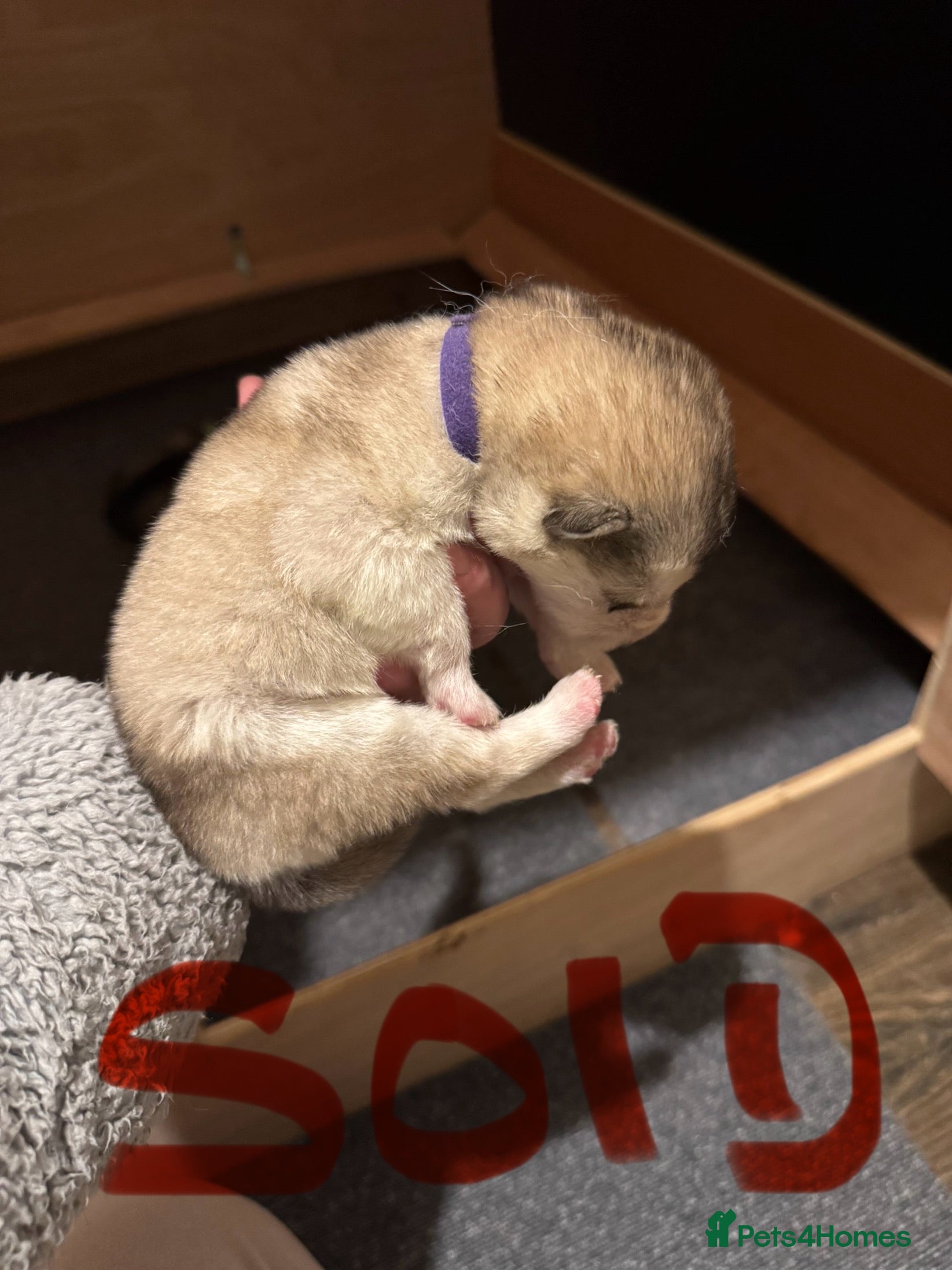 Alaskan Malamute dogs 3 beautiful Alaskan malamute puppies left - Advert 3