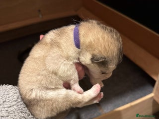 Alaskan Malamute dogs 3 beautiful Alaskan malamute puppies left - Advert 3