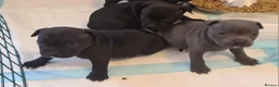Staffordshire Bull Terrier dogs for sale: Adorable Black and blue kc staffy puppys  - Advert 1