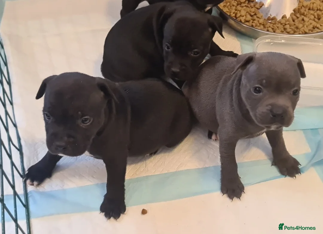 Staffordshire Bull Terrier dogs for sale: Adorable Black and blue kc staffy puppys  - Advert 1