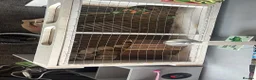 Tortoise reptiles for sale: Horsfield Tortoise in Leeds - Advert 2