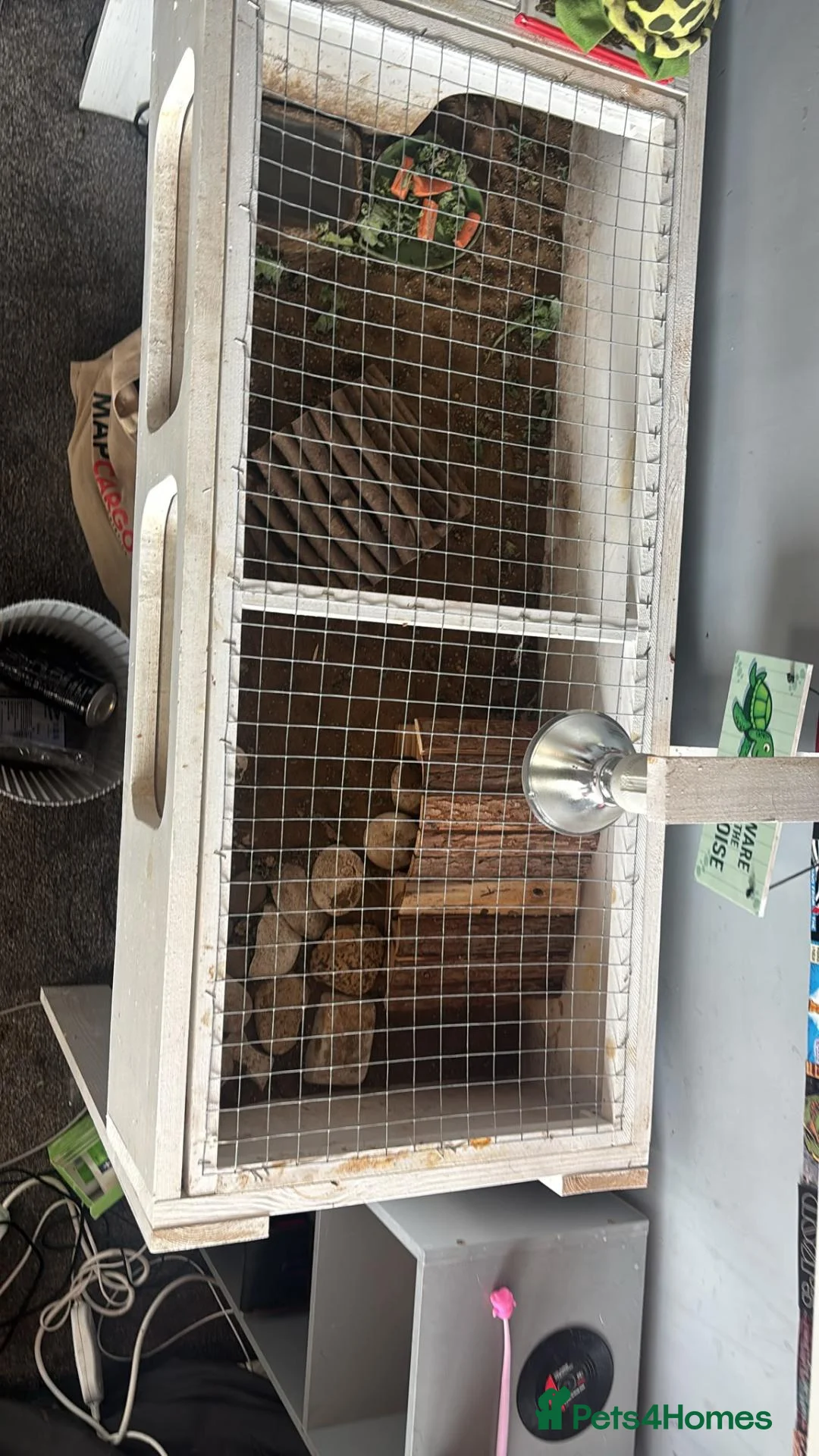 Tortoise reptiles for sale: Horsfield Tortoise in Leeds - Advert 2