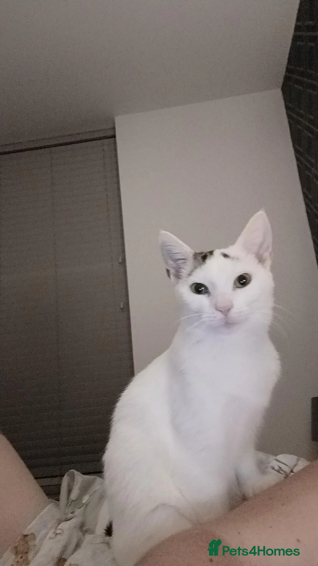British Shorthair cats for sale: Angora/tabby kitten in Bedford - Advert 1