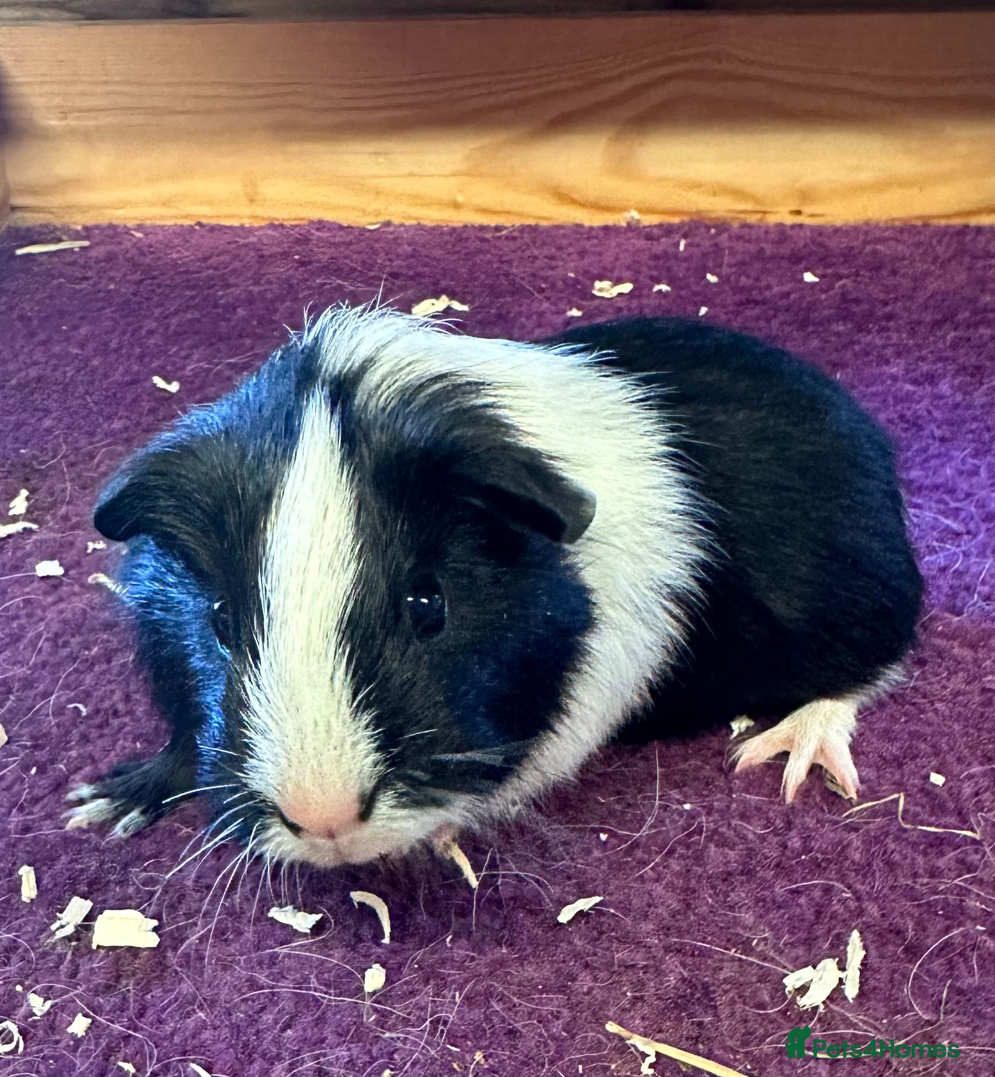 Guinea Pig rodents Teddy,Swiss and pet guinea pigs - Advert 1