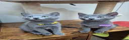 Russian Blue cats for sale: Russian Blue Kittens Loving Homes Only TICA Reg - Advert 4