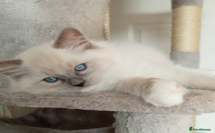 Ragdoll cats - Advert 1