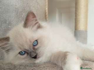 Ragdoll cats - Advert 5