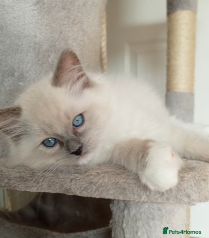 Ragdoll cats - Advert 7