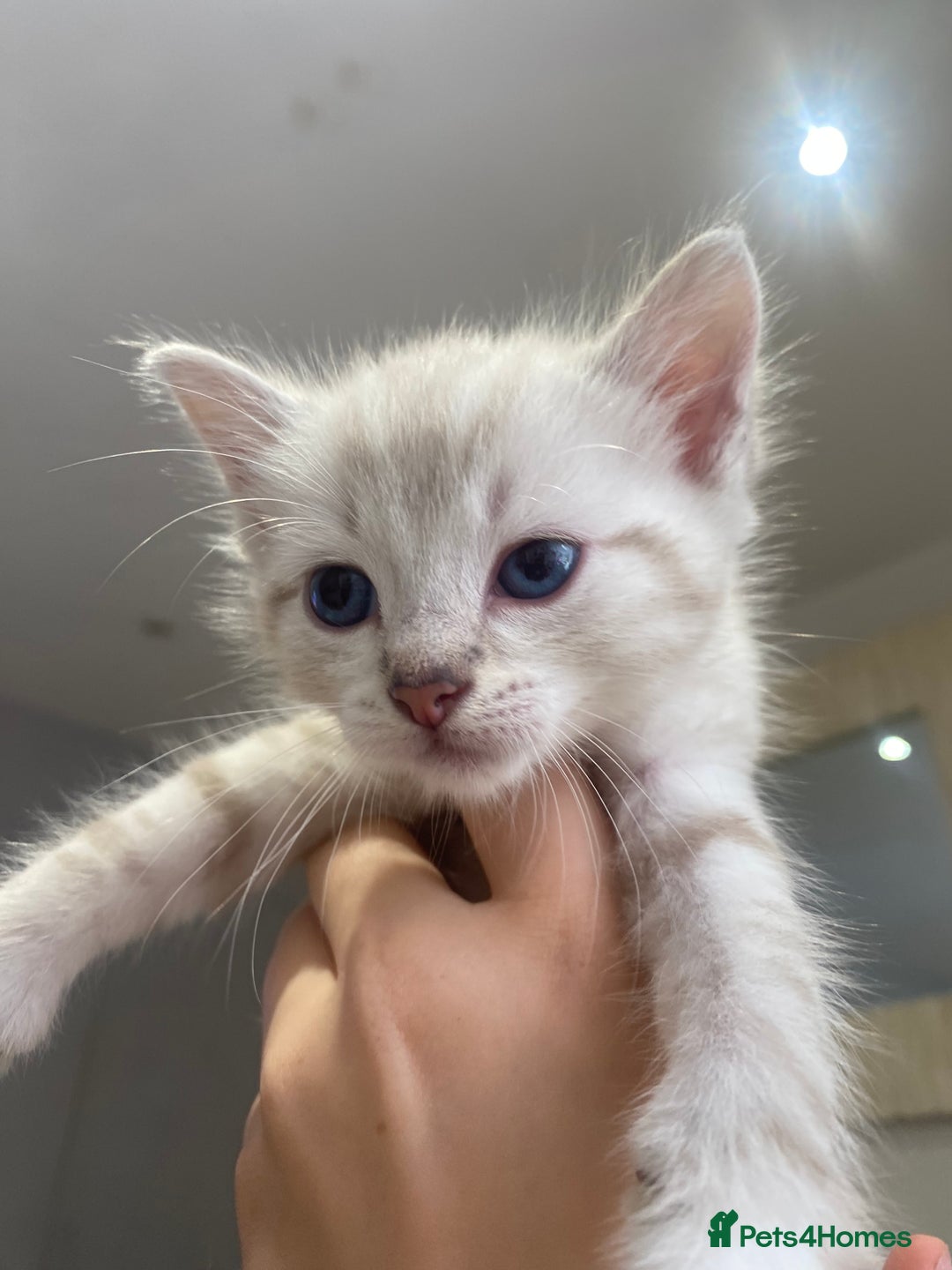 Bengal cats for sale: Bengal Cross Kittens  - Image 10