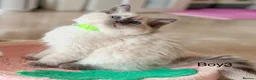 Ragdoll cats for sale: Elite TICA Ragdoll Kittens from Champion Lines  - Advert 10
