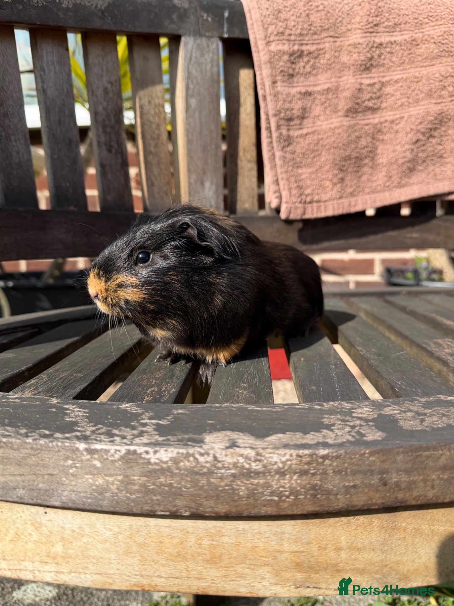 Guinea Pig rodents 2 guinea pig brothers  - Advert 1