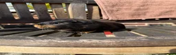 Guinea Pig rodents for sale: 2 guinea pig brothers  in Hartlepool - Advert 1