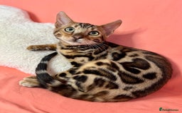 Bengal cats for sale: 🐾Purebred BENGAL Kittens🐾  - Image 1