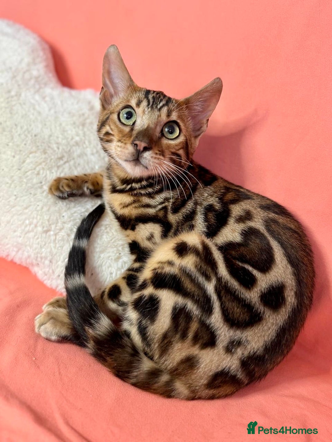Bengal cats for sale: 🐾Purebred BENGAL Kittens🐾  - Image 1
