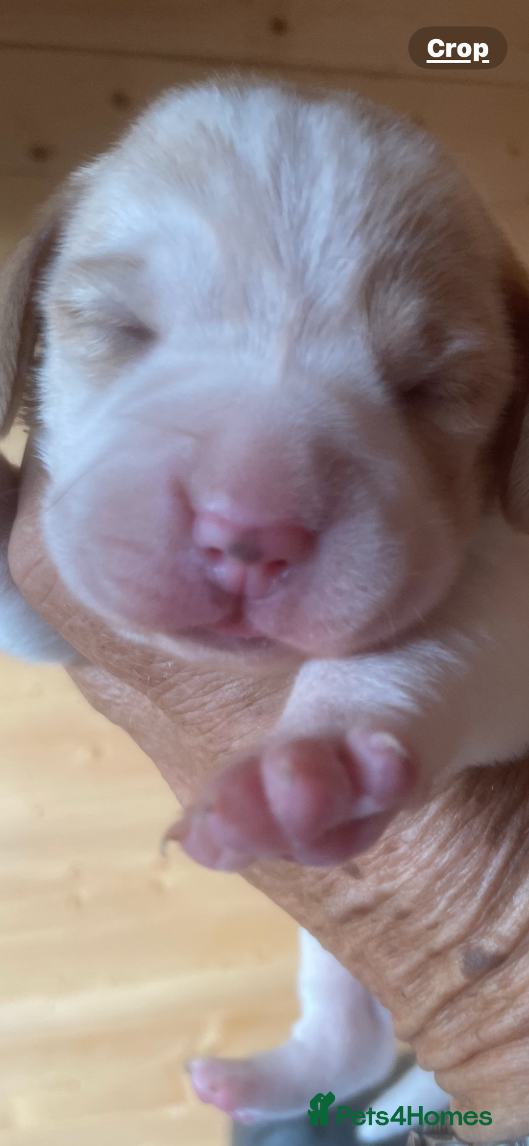 Beagle dogs for sale: Beautiful beagle boys kc reg ready 19 sept  - Image 17
