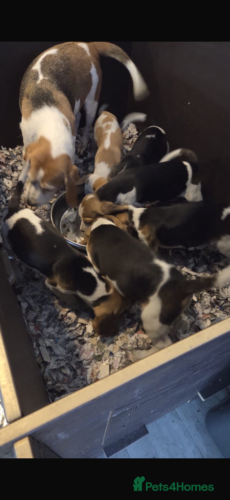 Beagle dogs for sale: KC registered Beagle puppies  - Advert 2