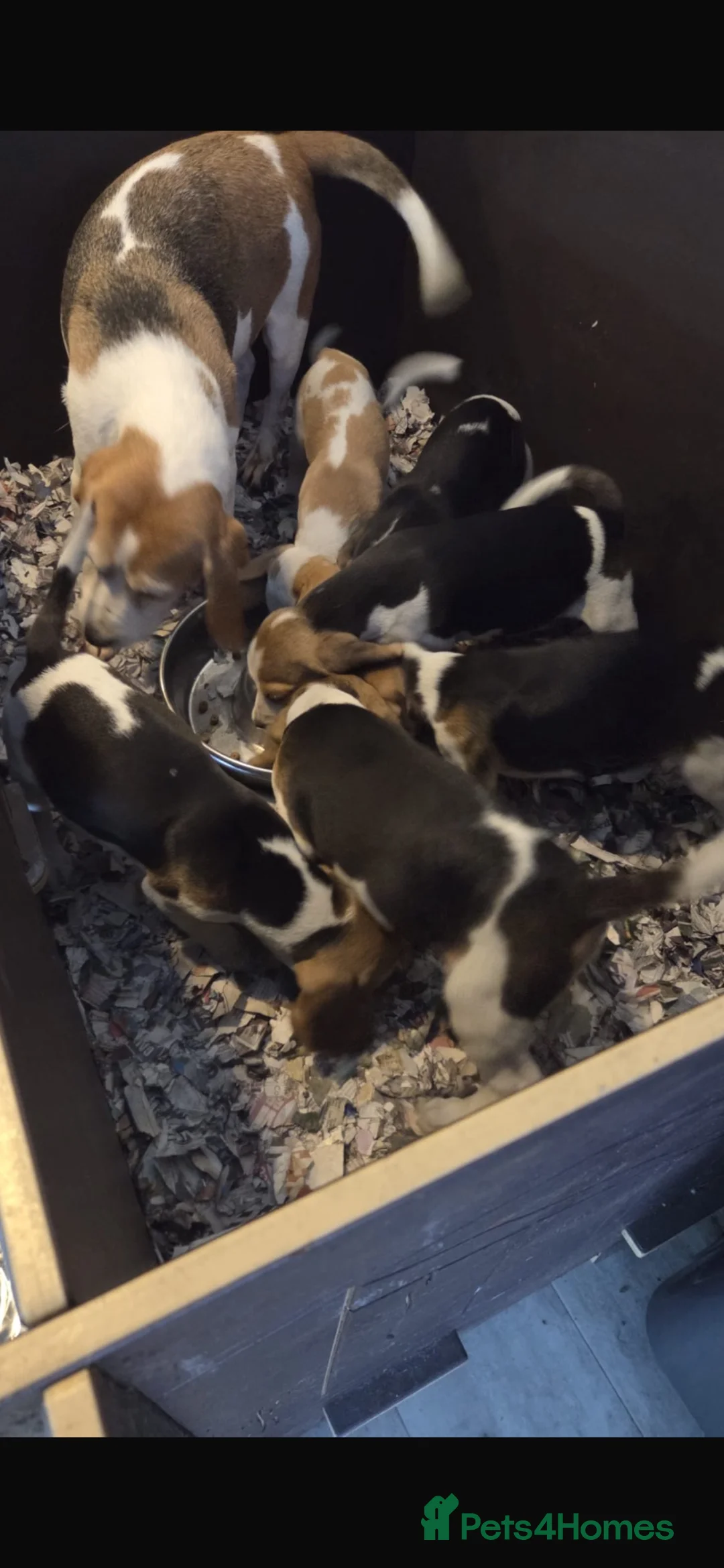 Beagle dogs for sale: KC registered Beagle puppies  - Advert 2