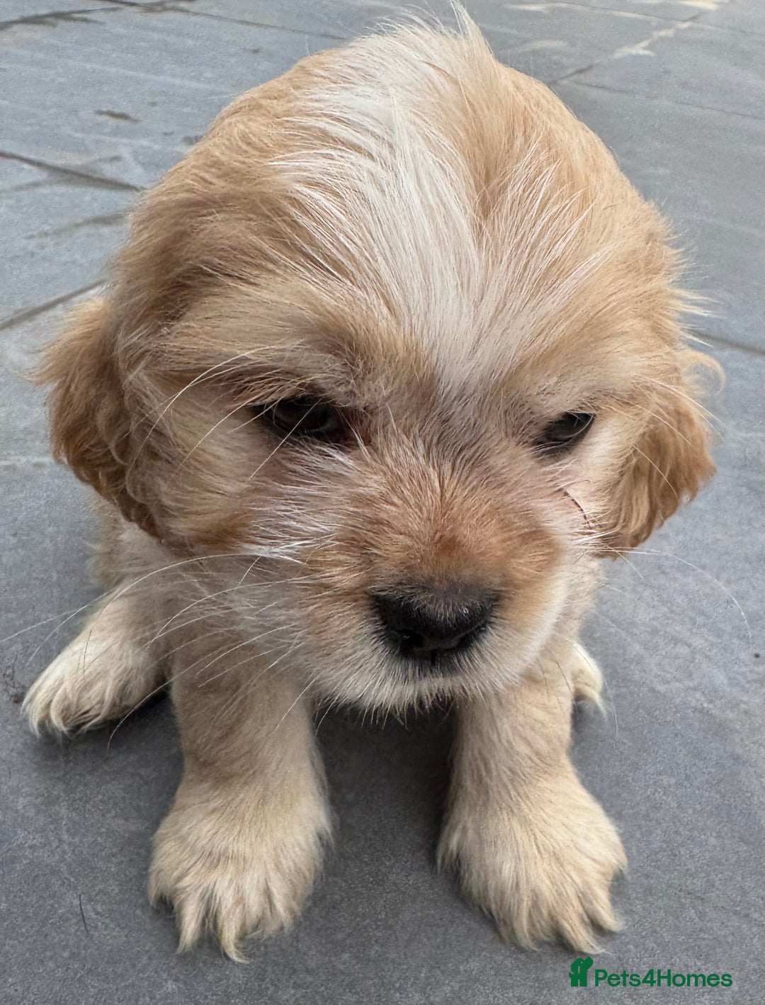 Mixed Breed dogs for sale: Mixed breed sm/md puppies  - Image 1