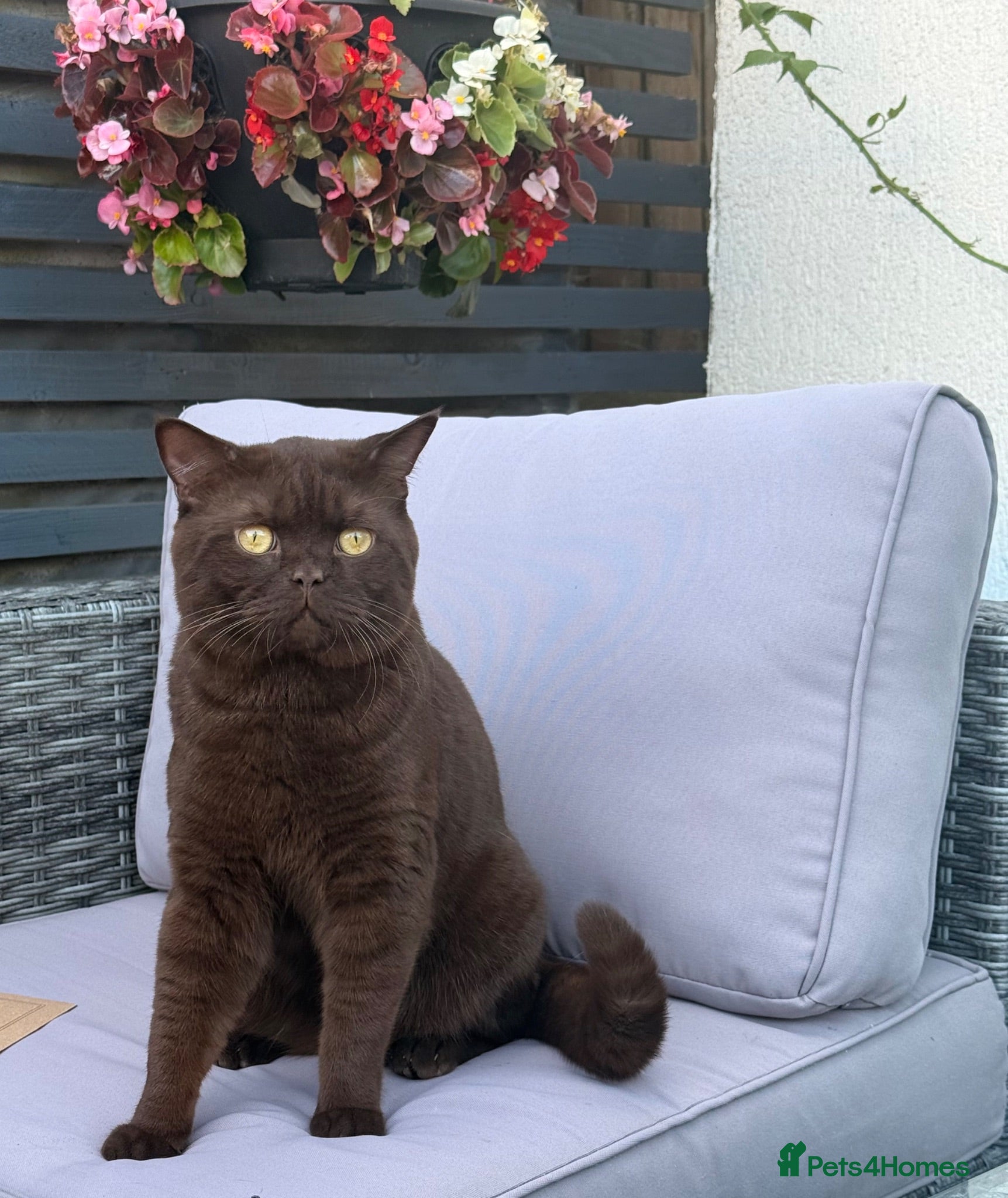 British Shorthair cats 🐾 Stud Cat Available for Mating 🐾 - Advert 2