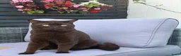 British Shorthair cats for stud: 🐾 Stud Cat Available for Mating 🐾 - Advert 3