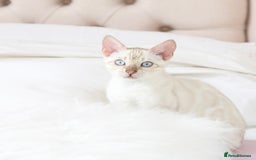 Bengal cats for sale: OUTSTANDING TICA REG BENGAL KITTENS  - Image 3