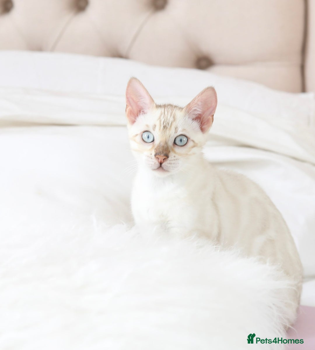 Bengal cats for sale: OUTSTANDING TICA REG BENGAL KITTENS  - Image 3