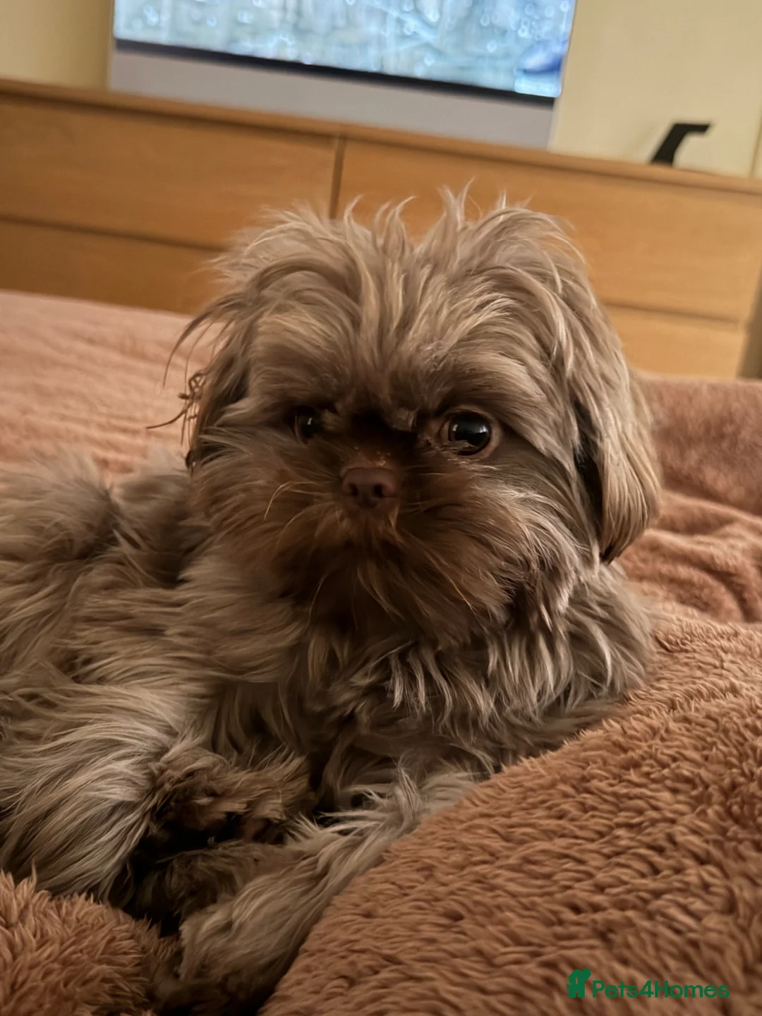 Shih Tzu dogs for stud: Kc registered chocolate brown shitzu - Advert 1