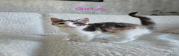 Maine Coon cats for sale: Maine Coon X Kittens in Bolton - Advert 6