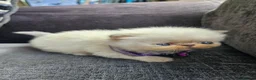 Persian cats for sale: Stunning Top Quality Persian Kittens  - Advert 22