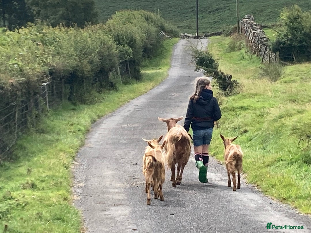Goats livestock for sale: 4x Golden Guernsey wether Goats for sale - Image 3