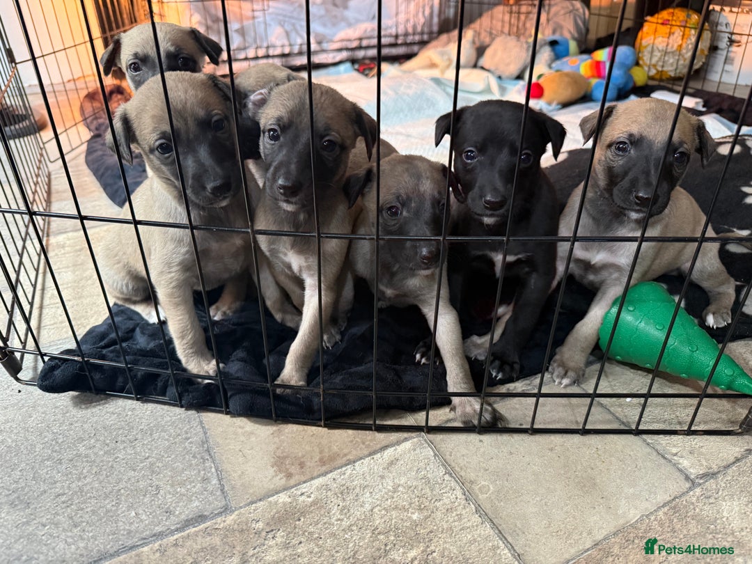 Whippet dogs for sale: 5 whippet puppies  - Image 5