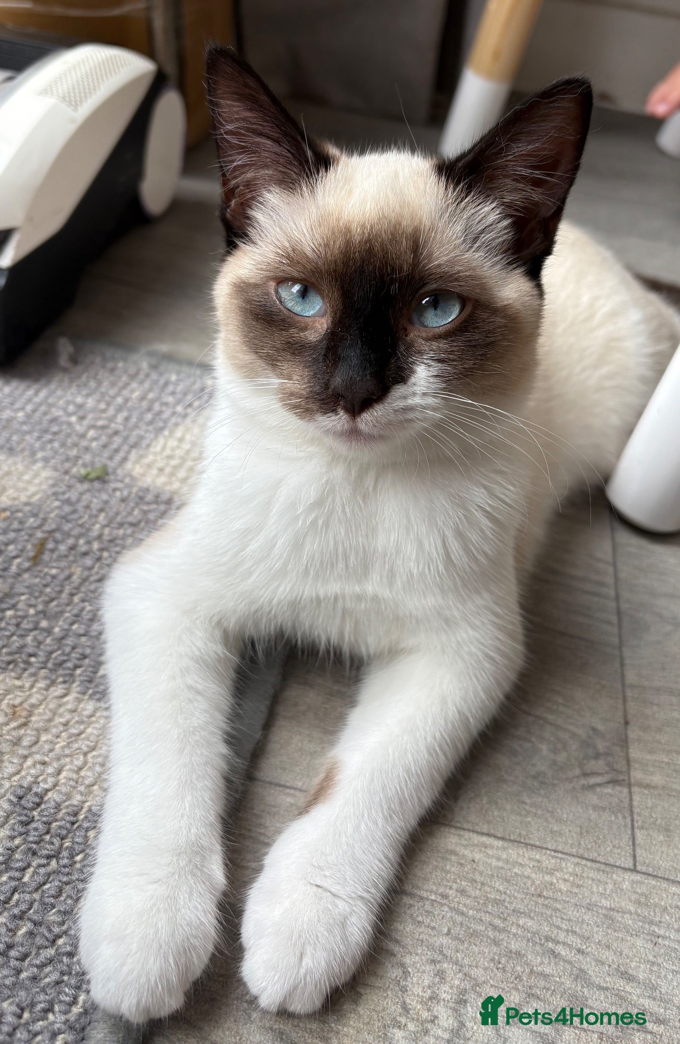 Ragdoll cats 6 month old Ragdoll x Scottish straight - Advert 4