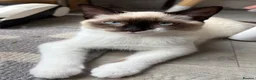 Ragdoll cats for sale: 6 month old Ragdoll x Scottish straight - Advert 1