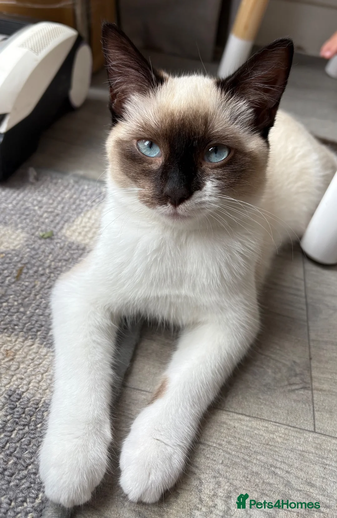 Ragdoll cats for sale: 6 month old Ragdoll x Scottish straight - Advert 1