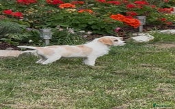 Cavapoo dogs for sale: Looking for forever homes - Image 11