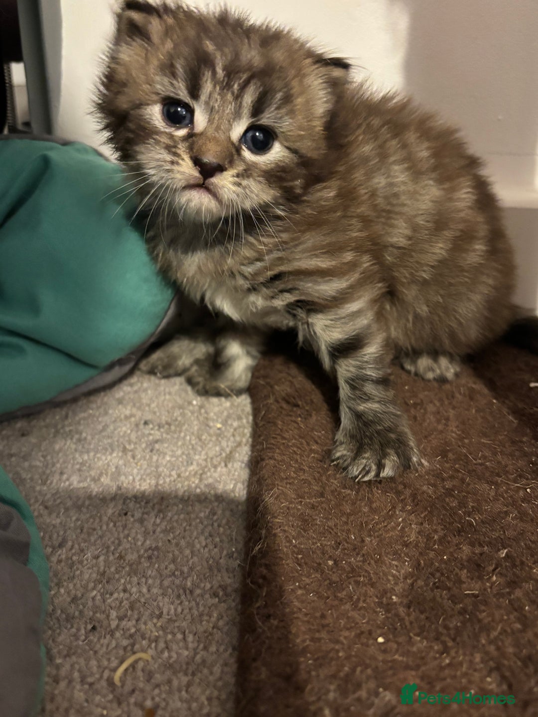 Mixed Breed cats for sale: Long haired bts cross ragdoll kittens   - Advert 1