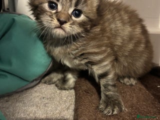 Mixed Breed cats Long haired bts cross ragdoll kittens - Advert 19