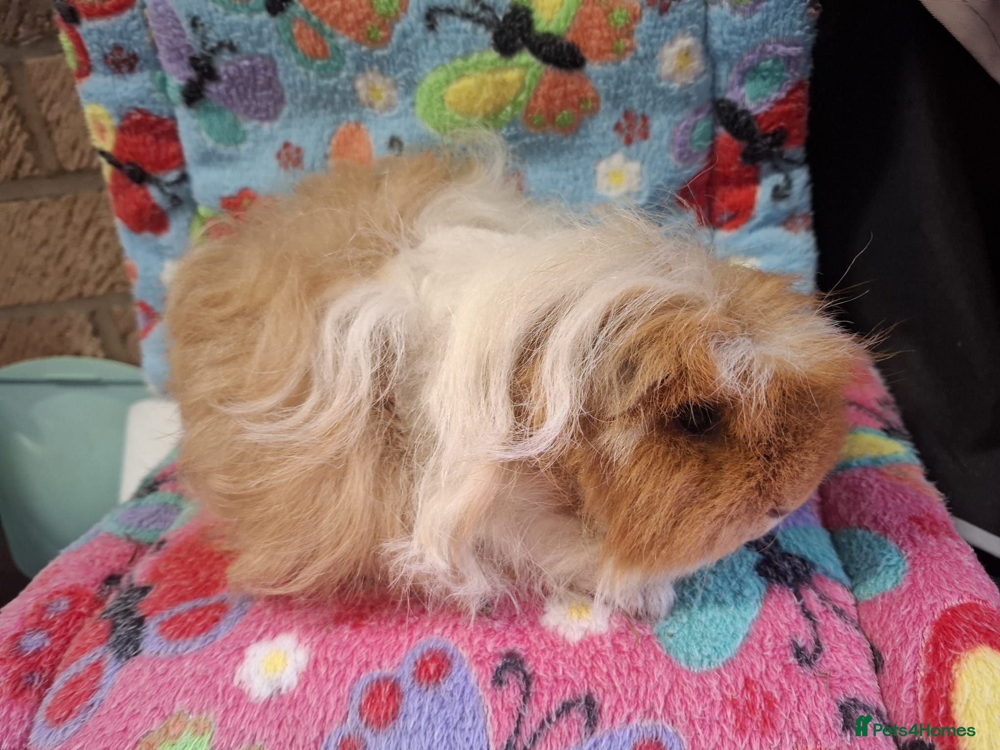 Guinea Pig rodents Young Teddy Sow Retired Merino Sow RTL - Advert 8
