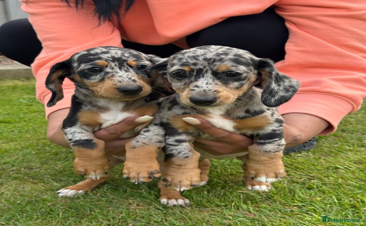 Miniature Dachshund dogs - Advert 1