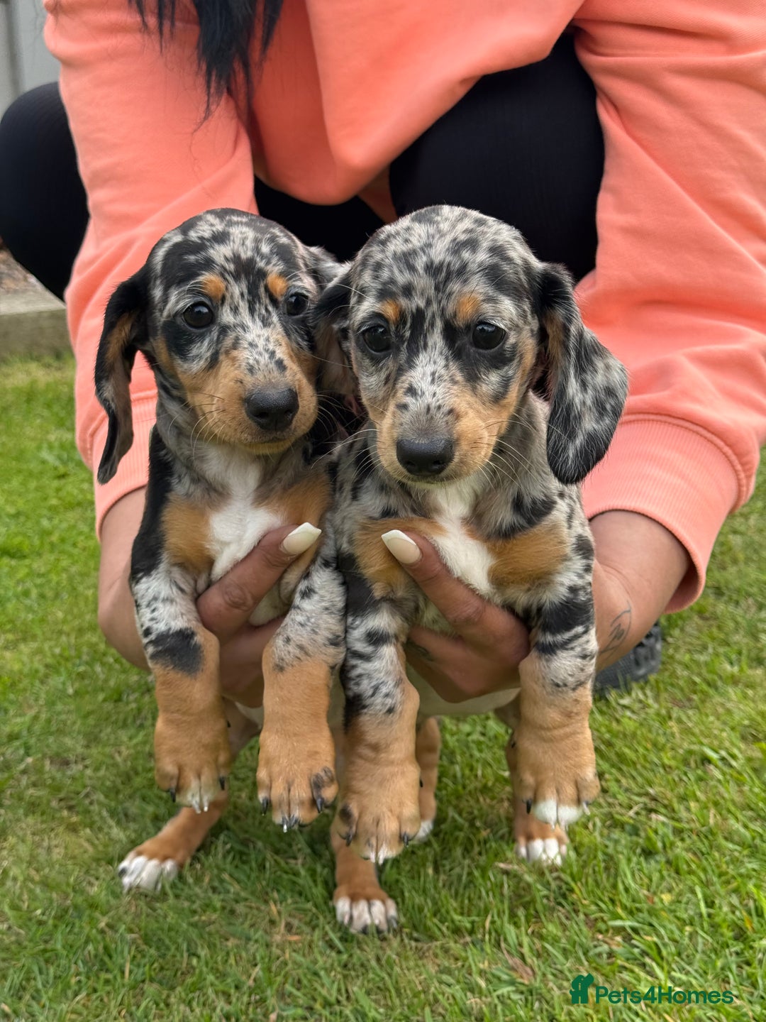 Miniature Dachshund dogs for sale: Miniature dachshund puppies  - Image 1