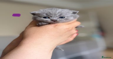 British Shorthair cats - Advert 7